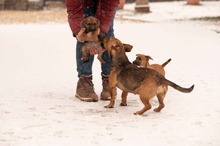 OCTOBER, Hund, Mischlingshund in Ungarn - Bild 11