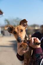 OCTOBER, Hund, Mischlingshund in Ungarn - Bild 13