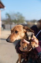 OCTOBER, Hund, Mischlingshund in Ungarn - Bild 14