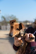 OCTOBER, Hund, Mischlingshund in Ungarn - Bild 15