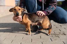 OCTOBER, Hund, Mischlingshund in Ungarn - Bild 16