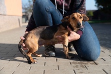 OCTOBER, Hund, Mischlingshund in Ungarn - Bild 19