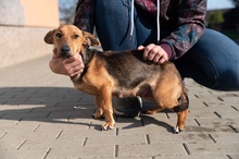 OCTOBER, Hund, Mischlingshund in Ungarn - Bild 20