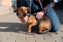 OCTOBER, Hund, Mischlingshund in Ungarn - Bild 22