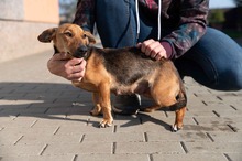 OCTOBER, Hund, Mischlingshund in Ungarn - Bild 23