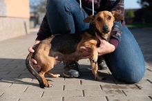 OCTOBER, Hund, Mischlingshund in Ungarn - Bild 24