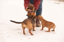 OCTOBER, Hund, Mischlingshund in Ungarn - Bild 3