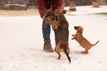 OCTOBER, Hund, Mischlingshund in Ungarn - Bild 4