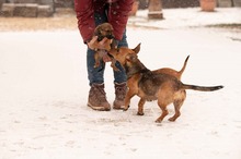 OCTOBER, Hund, Mischlingshund in Ungarn - Bild 5