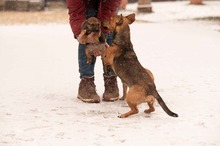 OCTOBER, Hund, Mischlingshund in Ungarn - Bild 6