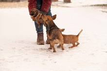 OCTOBER, Hund, Mischlingshund in Ungarn - Bild 7