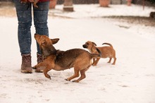 OCTOBER, Hund, Mischlingshund in Ungarn - Bild 9