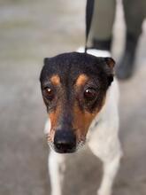 ROLF, Hund, Ratonero Bodeguero Andaluz-Mix in Spanien - Bild 2