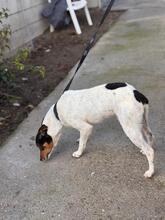 ROLF, Hund, Ratonero Bodeguero Andaluz-Mix in Spanien - Bild 5