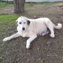 MITERA, Hund, Mastin del Pirineos in Spanien - Bild 1