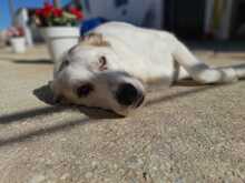 MITERA, Hund, Mastin del Pirineos in Spanien - Bild 2