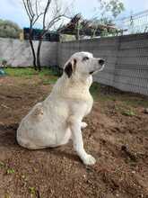 MITERA, Hund, Mastin del Pirineos in Spanien - Bild 3