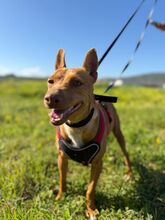 CHICA, Hund, Podenco in Spanien - Bild 1