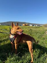 CHICA, Hund, Podenco in Spanien - Bild 2