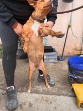 CHICA, Hund, Podenco in Spanien - Bild 4