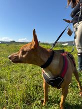 CHICA, Hund, Podenco in Spanien - Bild 5