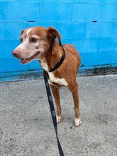 ALBA, Hund, Podenco in Spanien - Bild 3