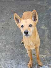 CALABAZA, Hund, Podenco in Spanien - Bild 1