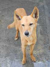 CALABAZA, Hund, Podenco in Spanien - Bild 2