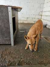 CALABAZA, Hund, Podenco in Spanien - Bild 3