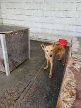 CALABAZA, Hund, Podenco in Spanien - Bild 4