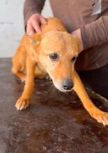 CALABAZA, Hund, Podenco in Spanien - Bild 6