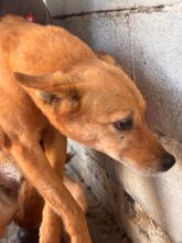 CALABAZA, Hund, Podenco in Spanien - Bild 7