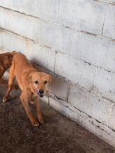 CALABAZA, Hund, Podenco in Spanien - Bild 8