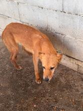 CALABAZA, Hund, Podenco in Spanien - Bild 9