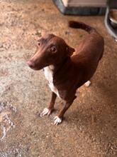 TONI, Hund, Podenco in Spanien - Bild 1