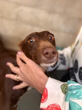 TONI, Hund, Podenco in Spanien - Bild 2