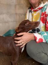 TONI, Hund, Podenco in Spanien - Bild 3