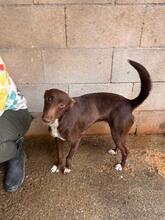 TONI, Hund, Podenco in Spanien - Bild 6