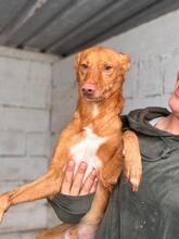 DONALD, Hund, Podenco in Spanien - Bild 1