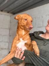 DONALD, Hund, Podenco in Spanien - Bild 10