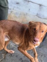 DONALD, Hund, Podenco in Spanien - Bild 11