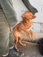 DONALD, Hund, Podenco in Spanien - Bild 12