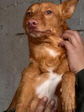 DONALD, Hund, Podenco in Spanien - Bild 14
