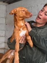 DONALD, Hund, Podenco in Spanien - Bild 3