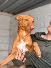 DONALD, Hund, Podenco in Spanien - Bild 5