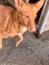 DONALD, Hund, Podenco in Spanien - Bild 8