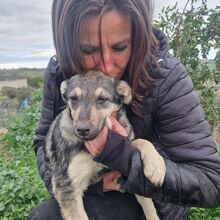 JASMINE, Hund, Mischlingshund in Italien - Bild 2