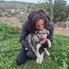 JASMINE, Hund, Mischlingshund in Italien - Bild 3