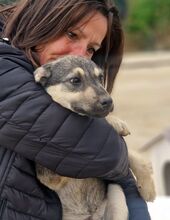 JASMINE, Hund, Mischlingshund in Italien - Bild 4