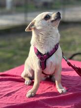 JULES, Hund, Chihuahua-Mix in Hüttenberg - Bild 11